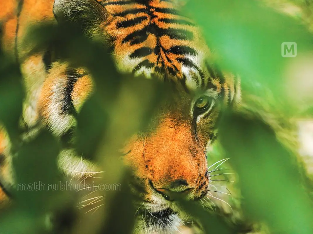 പ്രതീകാത്മക ചിത്രം | Photo: mathrubhumi