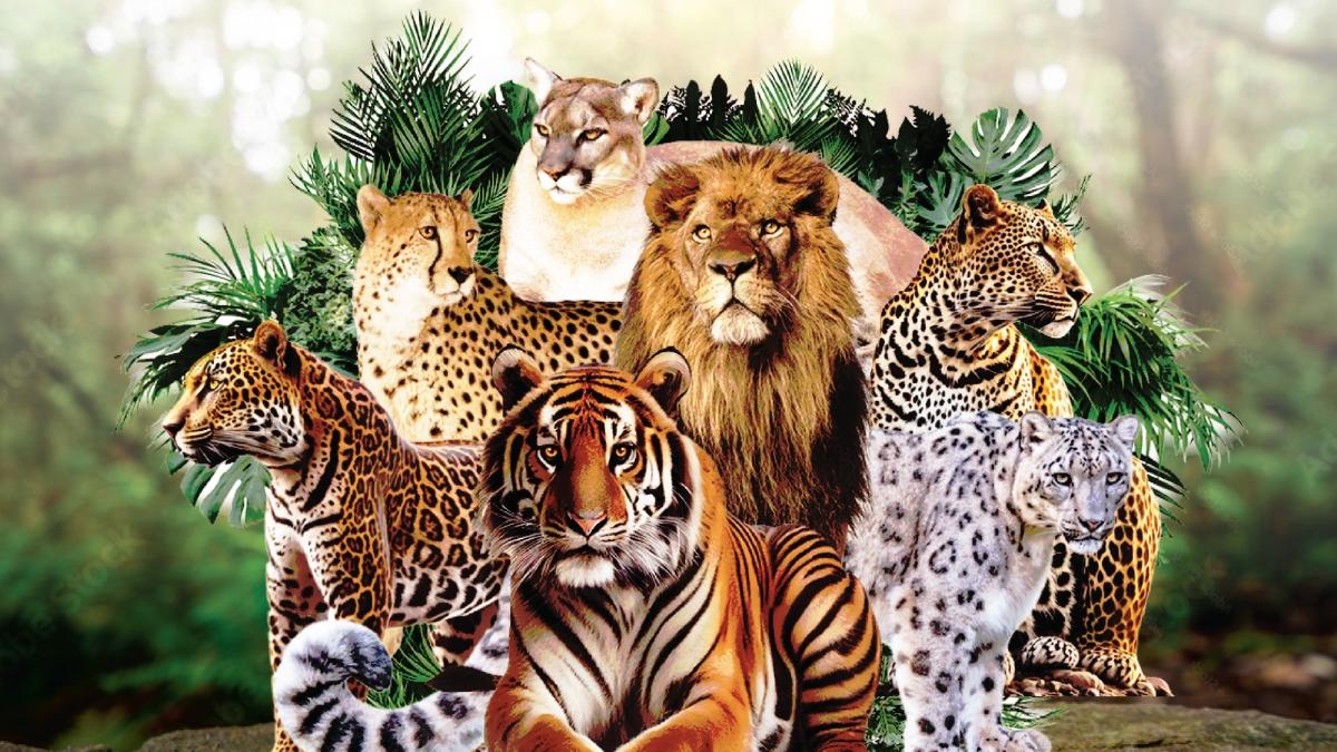 India-backed Big Cat Alliance gets stronger as Saudi Arabia joins conservation push
