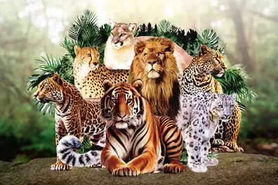 India-backed Big Cat Alliance gets stronger as Saudi Arabia joins conservation push