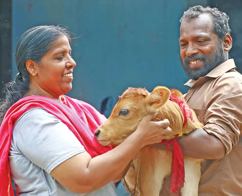 സതീശനും ഭാര്യ ഷൈലജയും മൂന്നാഴ്ച പ്രായമായ പശുക്കിടാവിനൊപ്പം. - ഫോട്ടോ: പി. പ്രണവ്