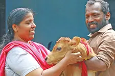 കാലികൾ സതീശനു മക്കളാണ്, കൊലയ്ക്കു കൊടുക്കില്ല; ജീവിതപ്രതിസന്ധികളിലും പശുക്കളെ കൈവിടാതെ ക്ഷീരകർഷകൻ
