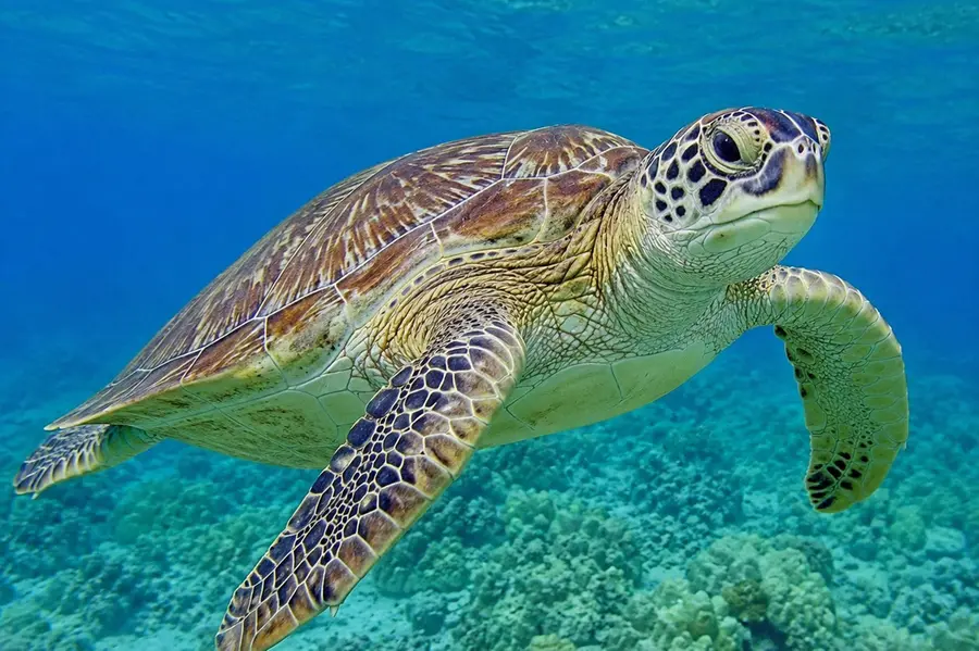 world turtle day