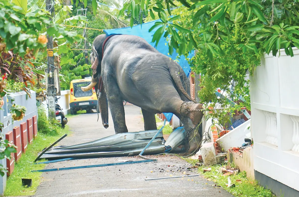 ഇടഞ്ഞോടിയ ശിവം ലക്ഷ്മി അയ്യപ്പൻ കുടുങ്ങിക്കിടക്കുന്ന ചങ്ങല പൊട്ടിക്കാൻ ശ്രമിക്കുന്നു | ഫോട്ടോ: ജെ. ഫിലിപ്പ്