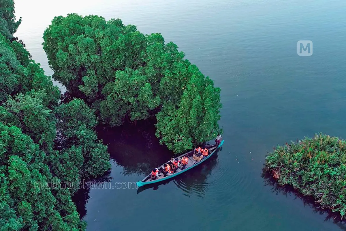 പരവൂർ കായലിലെ കണ്ടൽ വനങ്ങളുടെ ഒരു ഭാഗത്തിന്റെ ആകാശദൃശ്യം.