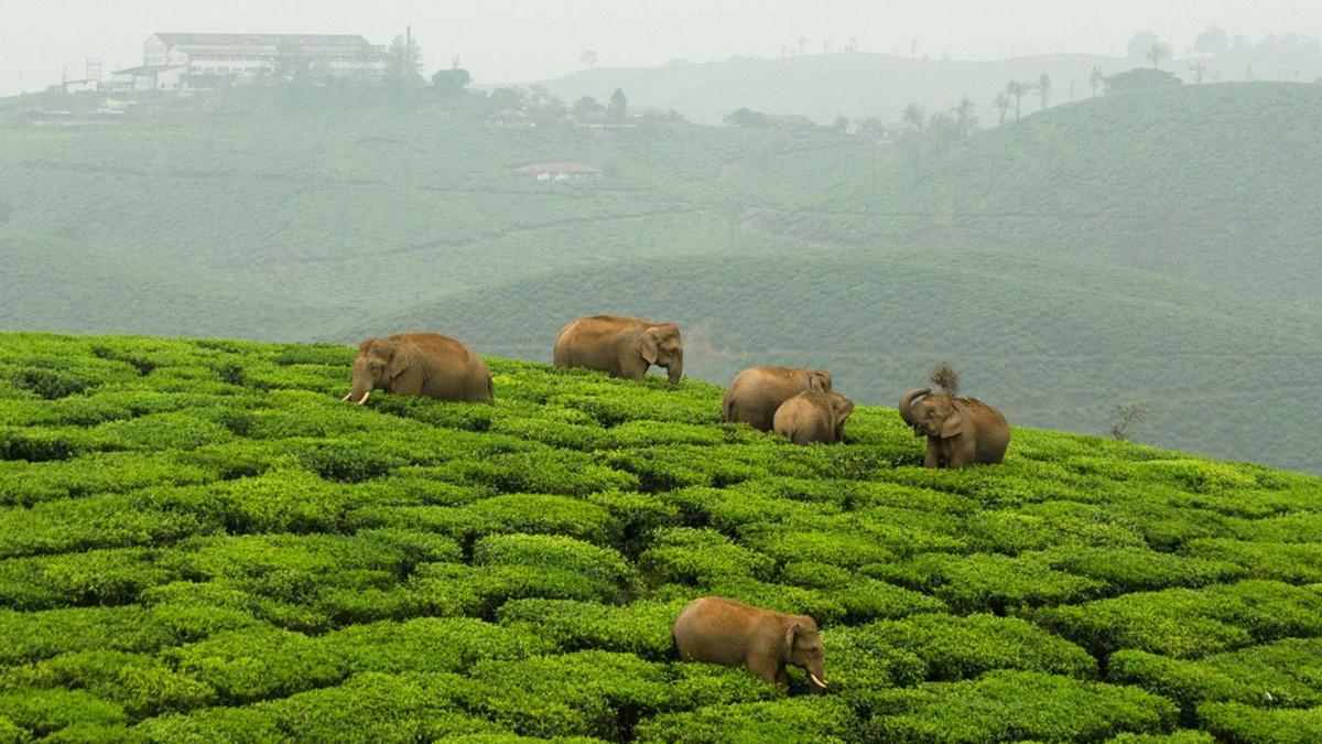 Travelling to Athirappilly or Valparai? Major traffic restrictions announced amid Kerala rain scare