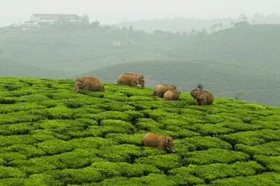 Travelling to Athirappilly or Valparai? Major traffic restrictions announced amid Kerala rain scare