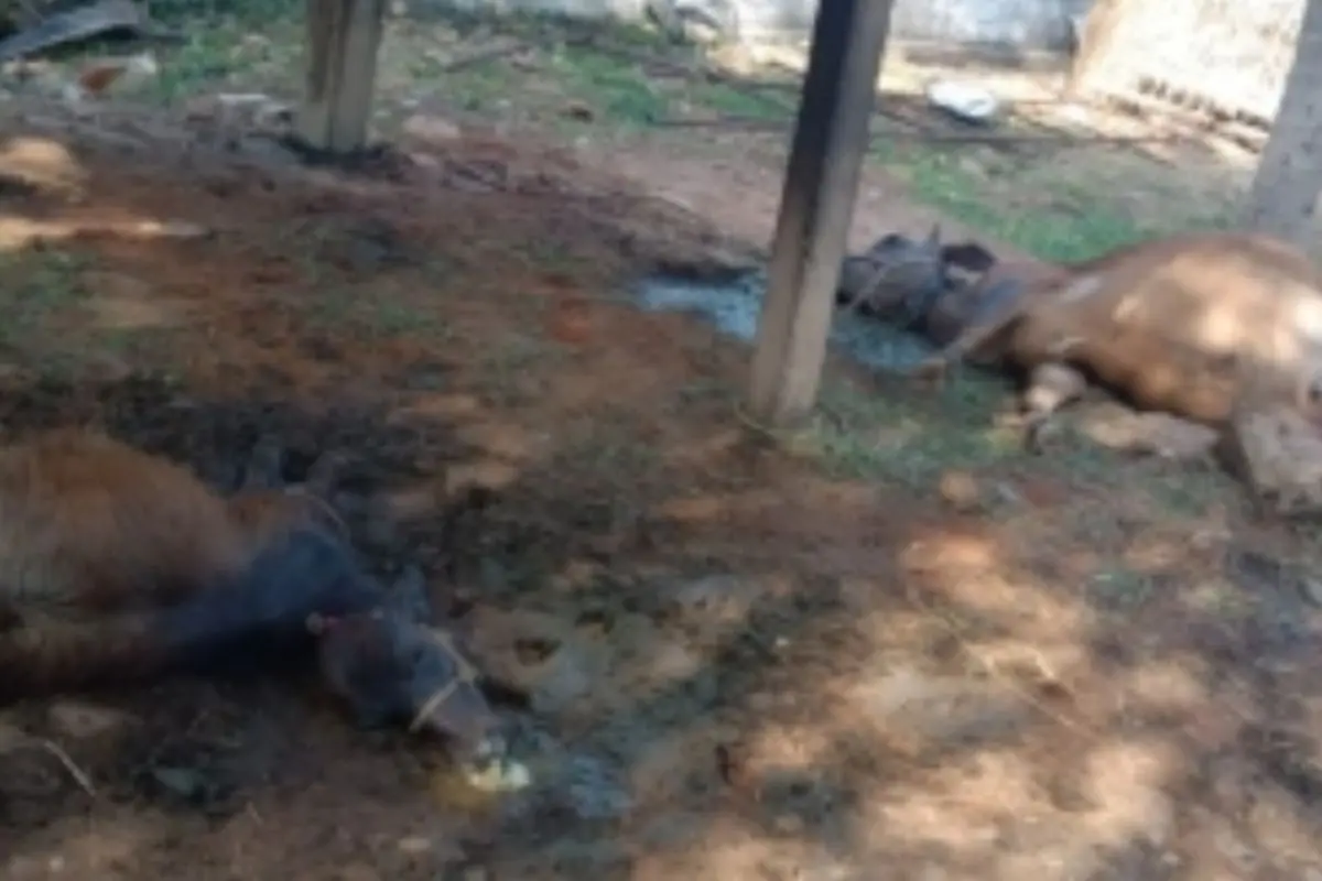 The cattle caracasses found dumped at Jaisalmer