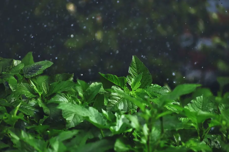 monsoon