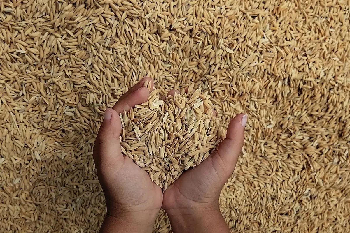 Telangana CM Revanth Reddy says Centre procuring less than 30% of food grains