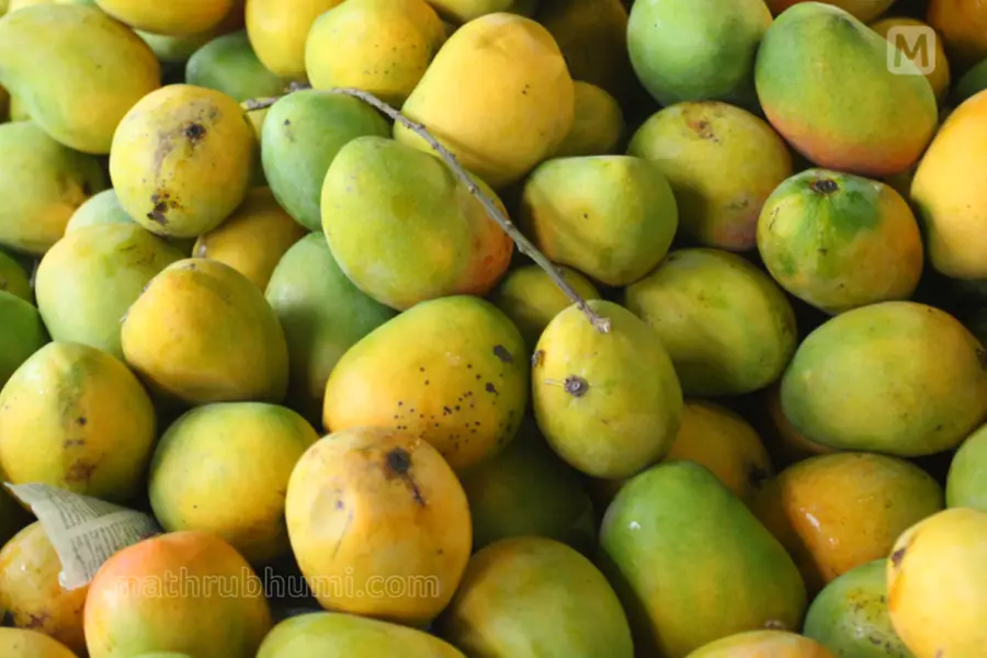 Why You Should Never Store Unripe Mangoes In The Refrigerator?