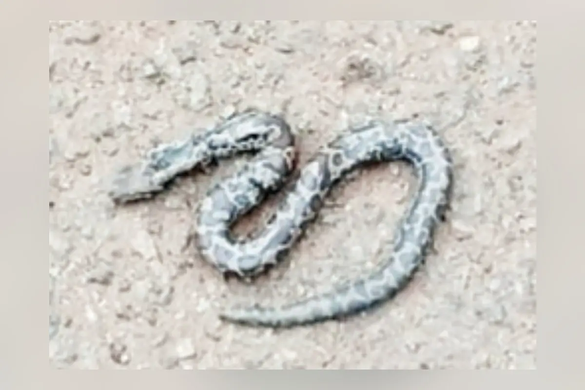 സ്കൂട്ടിക്കുള്ളിൽ കണ്ടെത്തിയ അണലി