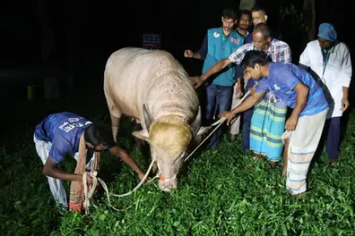 Viral ‘Donald Trump’ buffalo rescued before Eid al-Adha sacrifice, sent to Bangladesh zoo