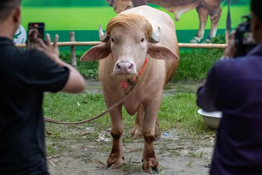 Donald-Trump-Buffalo