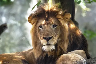 Eight lions dead in Gir: Tick-borne disease scare triggers wildlife alert