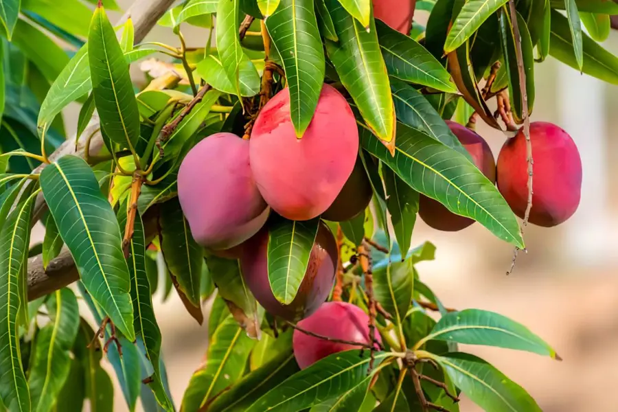 miyazaki mango