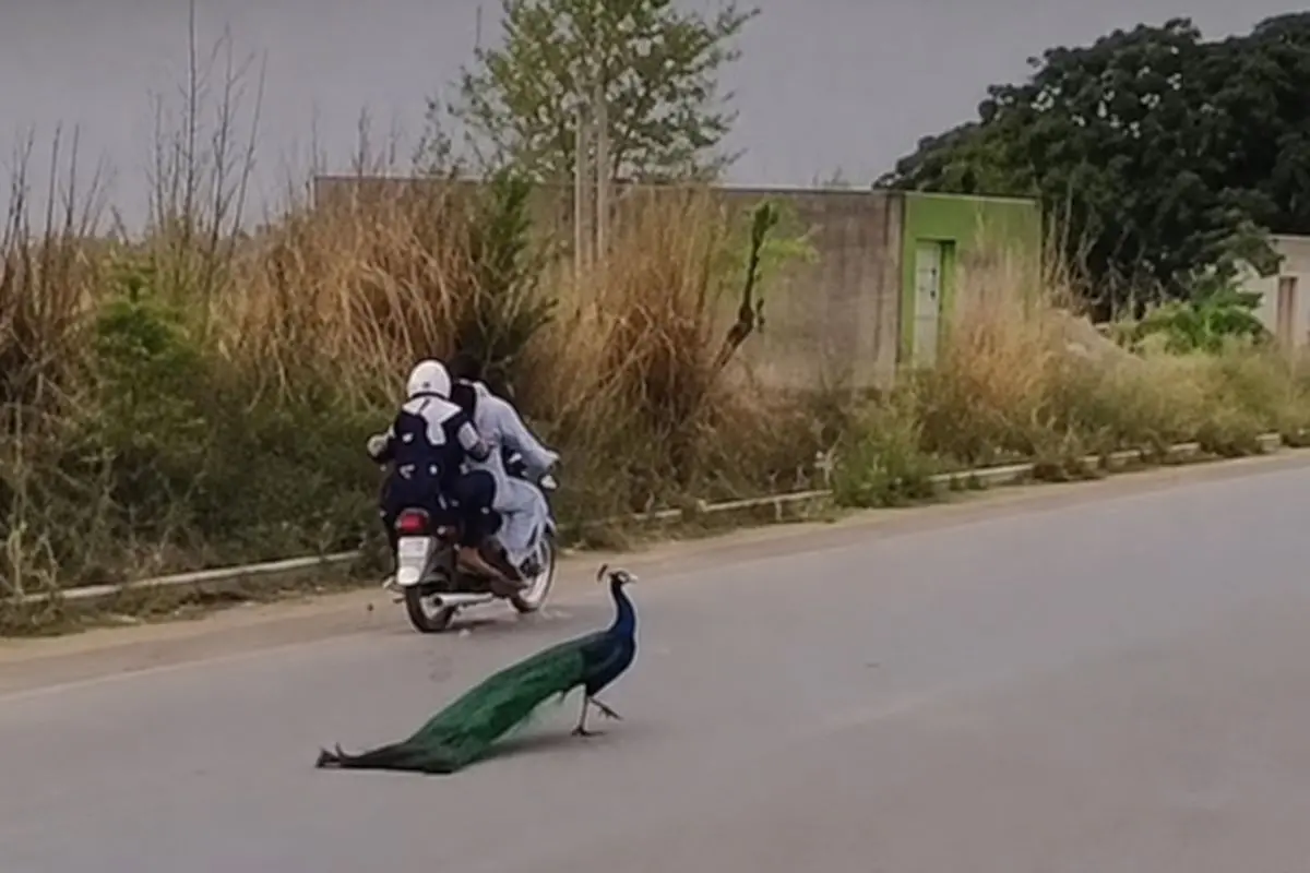 A peacock walks across a road moments before it was allegedly attacked in an incident that later sparked outrage on social media.