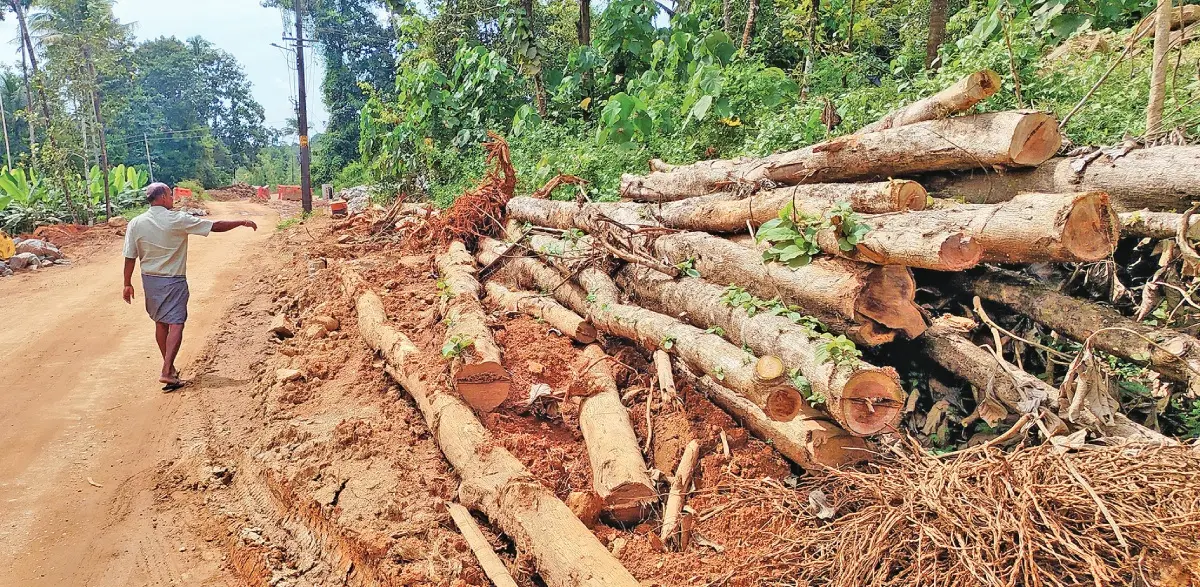 മലയോര ഹൈവേ നിർമാണത്തിന്റെ ഭാഗമായി മുറിച്ചിട്ട തേക്കുമരങ്ങൾ (ഫയൽ ചിത്രം)