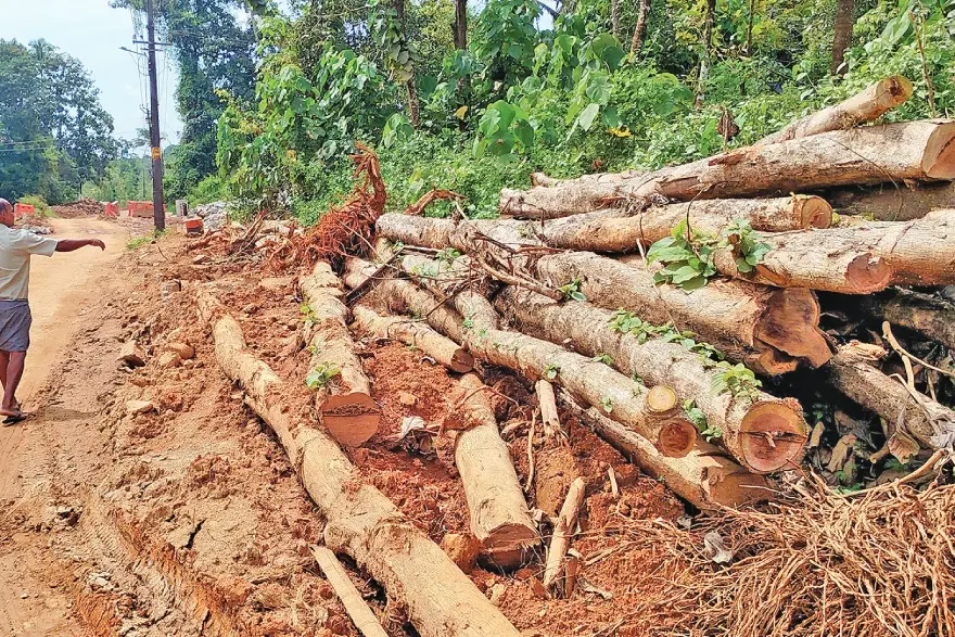 മലയോരപാതയുടെ മറവിൽ നടന്നത് വൻ മരംകൊള്ളയെന്ന് വനംവകുപ്പ്; DFO-യുടെ അന്വേഷണ റിപ്പോർട്ട് പുറത്ത്