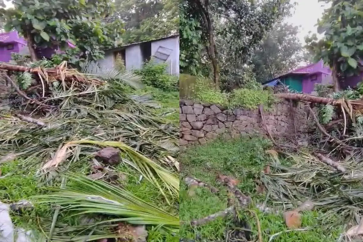 കൃഷി നശിപ്പിച്ചനിലയില്