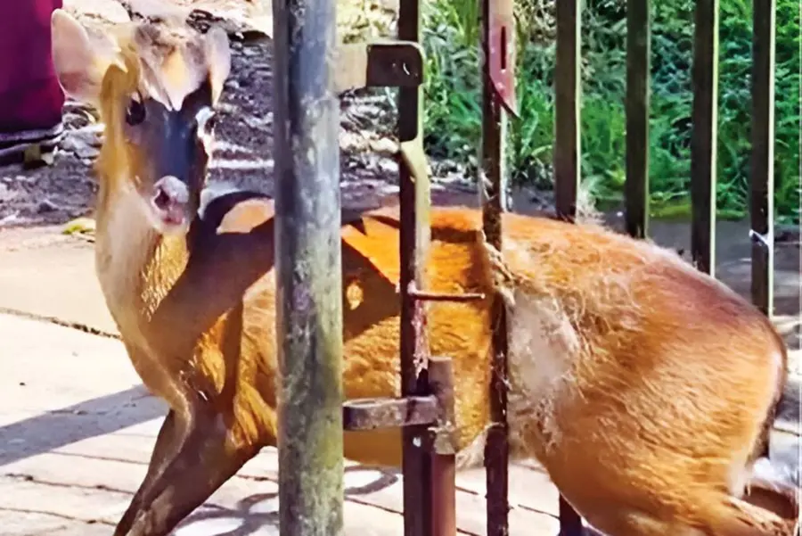 തെരുവുനായ്ക്കളിൽനിന്ന് രക്ഷതേടി ഓടി; വീടിന്റെ ഇരുമ്പുഗേറ്റിൽക്കുടുങ്ങി മലമാൻ ചത്തു