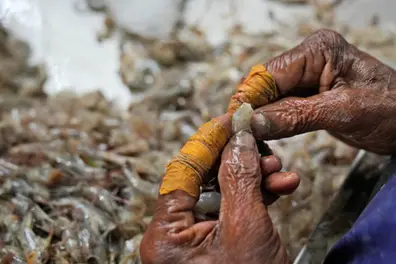 India posts record seafood exports worth Rs 73,890 crore in FY 2025-26
