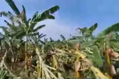 Thanjavur: 30,000 banana plants destroyed by heavy rains, farmers seek compensation