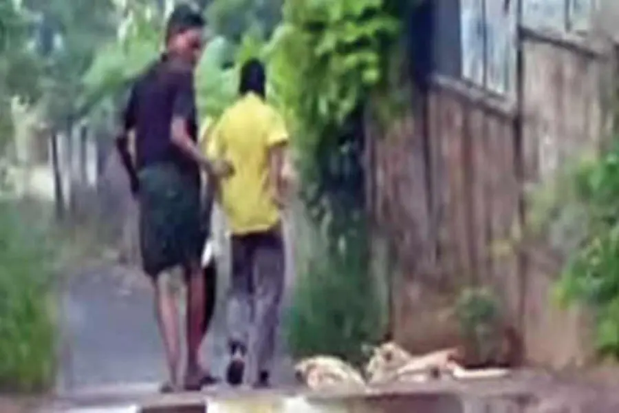 stray-dogs-killed