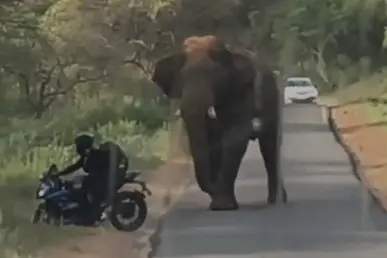 വിരിക്കൊമ്പന്റെ മുന്നിൽനിന്ന് തലനാരിഴയ്ക്ക് രക്ഷപ്പെട്ട് ബൈക്ക് യാത്രികൻ; ഞെട്ടിക്കുന്ന വീഡിയോ