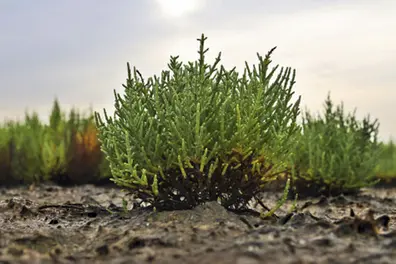 The future of farming lies in the wild: Dr Prabhakaran Nair