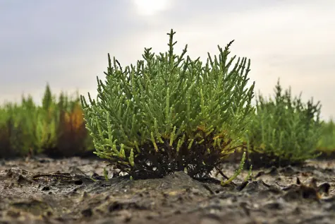 The future of farming lies in the wild: Dr Prabhakaran Nair