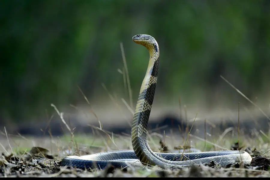 king cobra