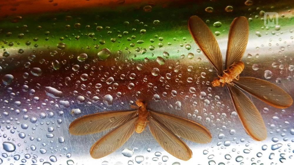 Before weather apps: How Kerala predicted the Monsoon using nature ...