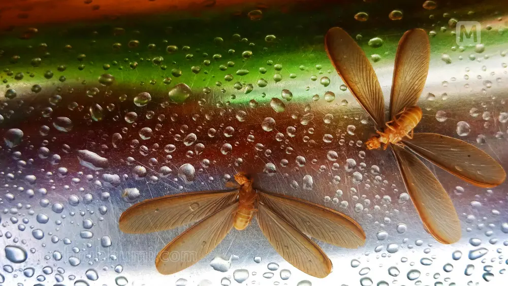 Termite Alates (Eeyam Paata) | Photo: Mathrubhumi