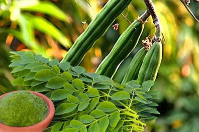 Why Australia restricts ‘Moringa’ Kerala has been eating for centuries