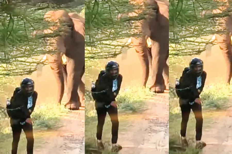 ചിന്നാർ പാതയിൽ വിരിക്കൊമ്പൻ; മുന്നിൽപ്പെട്ട ബൈക്ക് യാത്രികൻ രക്ഷപ്പെട്ടത് തലനാരിഴയ്ക്ക്