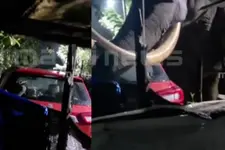 മൂന്നാറിൽ പടയപ്പയുടെ ആക്രമണം; വീടിന് മുന്നിൽ പാർക്ക് ചെയ്ത കാർ നശിപ്പിച്ചു