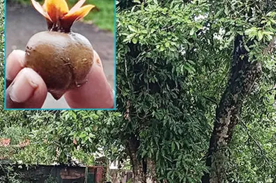 Kerala’s last White Pine? Rare tree preserved at Vettikkattumukku in Kottayam