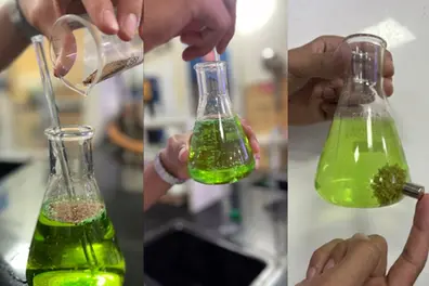 Tamarind seeds could help remove microplastics from drinking water | WATCH HOW