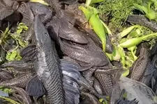 കൂട്ടിയിട്ടു കത്തിച്ചും നെടുകെ പിളർന്നും പ്ലക്കോ മത്സ്യങ്ങളെ കൊന്നൊടുക്കുമ്പോൾ