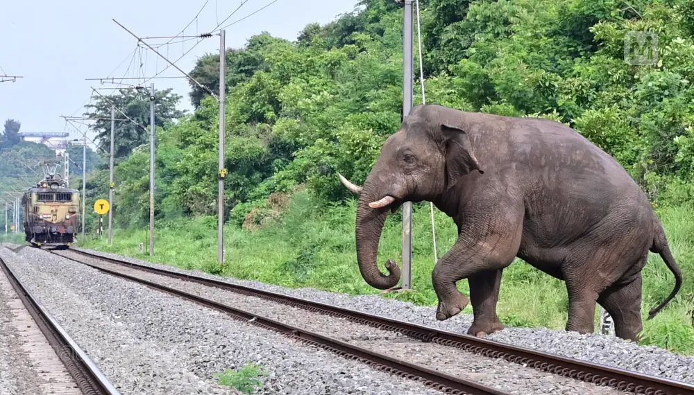 An elephant crossing a railway track in Kerala | Photo: Mathrubhumi/Arun Krishnankutty