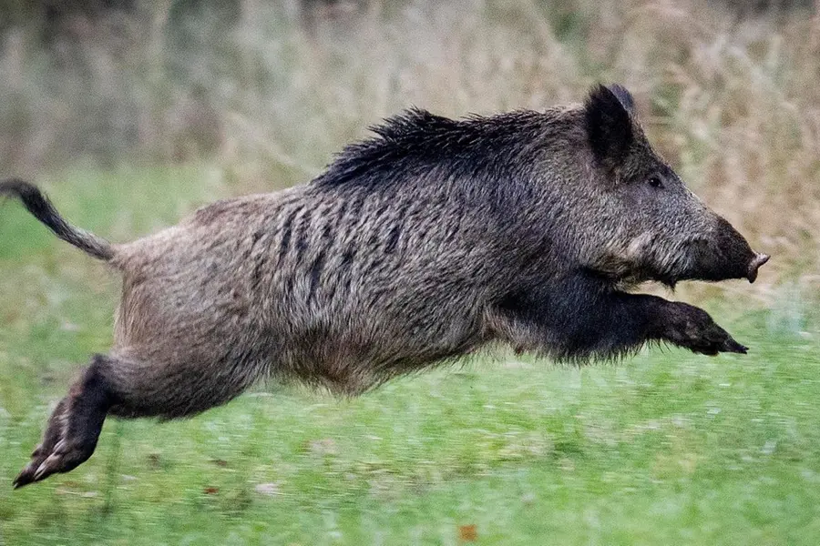 wild-boar