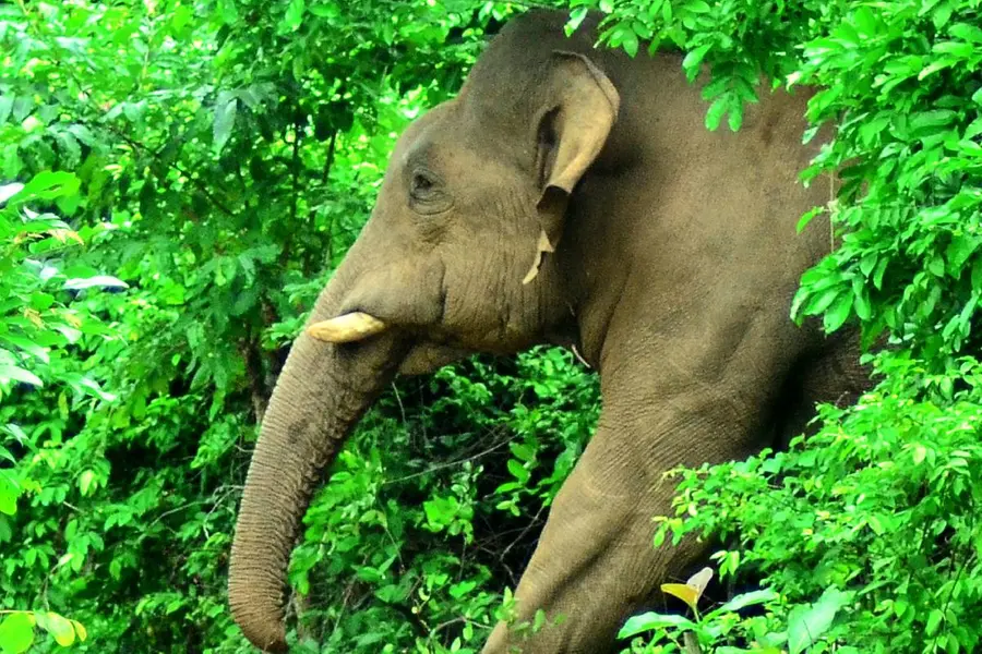 സൂര്യനെല്ലിയിൽ കാട്ടാന ആക്രമണത്തിൽ സ്ത്രീക്ക് ദാരുണാന്ത്യം; മകന് പരിക്ക്