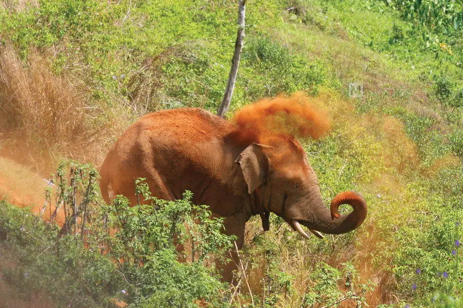 Wild elephant