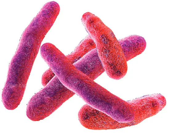 Shigella(Illustration)