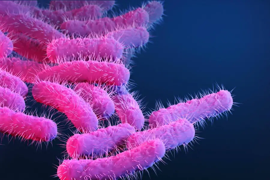 Shigella Infection