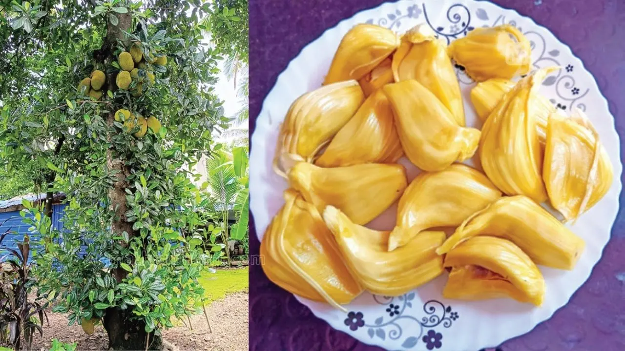 കൽക്കണ്ടവരിക്കപ്ലാവും ചുളകളും