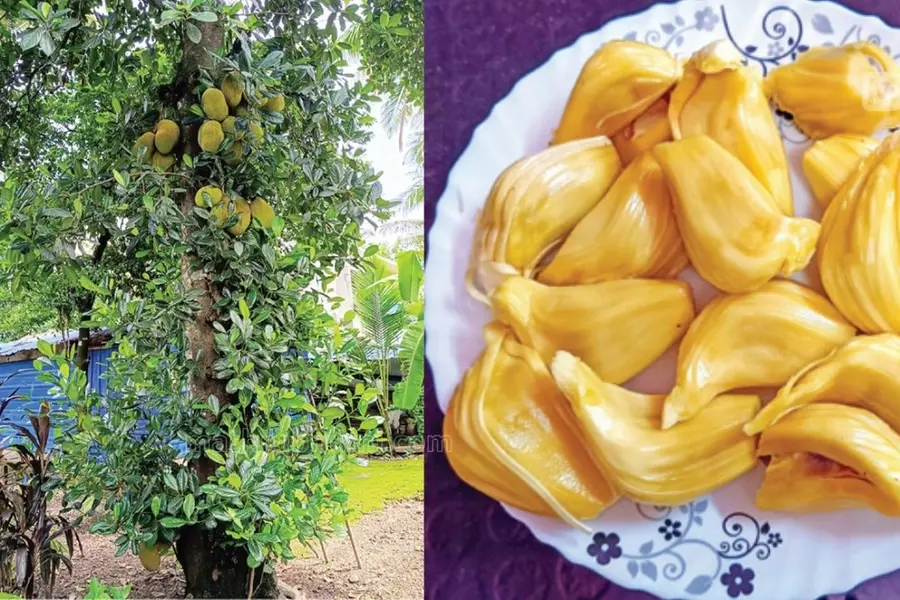 Jackfruit-Thenmala