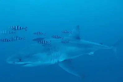 First-ever underwater footage of critically endangered great white shark recorded in Mediterranean