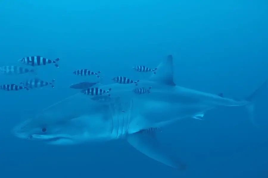 Great White Shark
