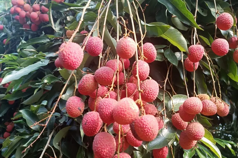 Tezpur litchi